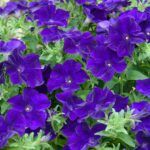 Петуния Ovation Blue Velvet от Завода ФЛОРА