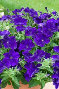 Петуния Ovation Blue Velvet (0,1л)