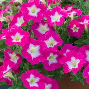 Петуния Ovation Bright Eyes (0,1л)