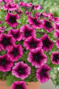 Петуния Ovation Crimson Eye (0,1л)