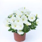 Петуния Ovation White - фото 1 от Завода ФЛОРА