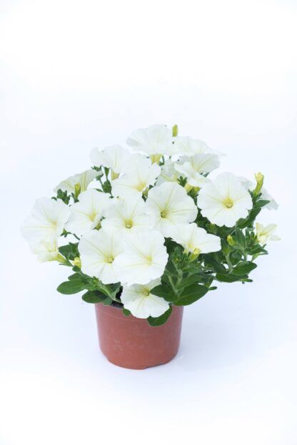 Петуния Ovation White (срезы/5шт) — изображение 2