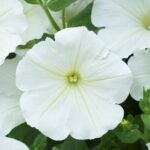 Петуния Ovation White - фото 2 от Завода ФЛОРА