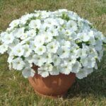 Петуния Ovation White от Завода ФЛОРА