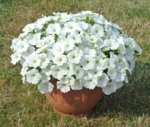 Петуния Ovation White (0,1л)