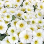 Петуния Петхоа BeautiCal Pearl White - фото 1 от Завода ФЛОРА