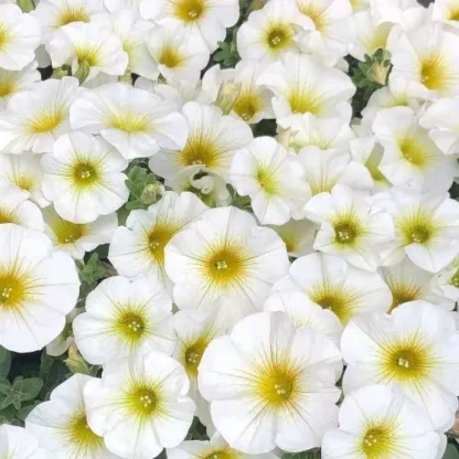 Петуния Петхоа BeautiCal Pearl White (0,1л) — изображение 2