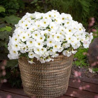 Петуния Петхоа BeautiCal Pearl White (0,1л)