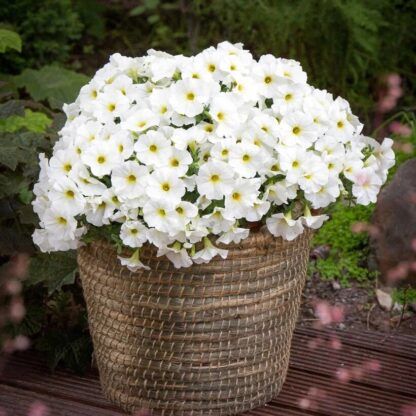 Петуния Петхоа BeautiCal Pearl White (0,1л)