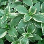 Гортензия крупнолистная  Вариегата - фото 1 от Завода ФЛОРА