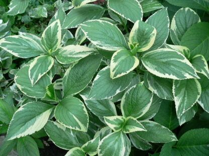 Гортензия крупнолистная (Macrophylla) Вариегата (0,1л) — изображение 2