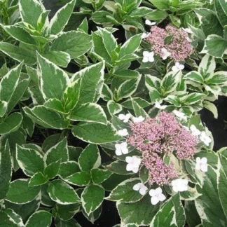 Гортензия крупнолистная (Macrophylla) Вариегата (0,1л)