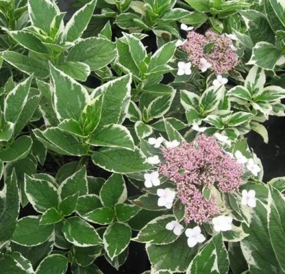 Гортензия крупнолистная (Macrophylla) Вариегата (0,1л)