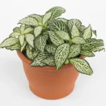 Фиттония Белая Форест Флейм  0,1л - фото 1 от Завода ФЛОРА