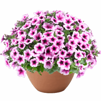 Петуния Capella Berry Lace  (срезы/5шт)