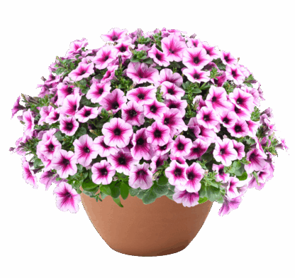Петуния Capella Berry Lace (0,1л)