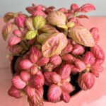 Фиттония Pink Special от Завода ФЛОРА