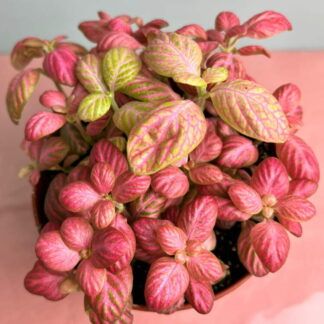 Фиттония Pink Special (0,1л)