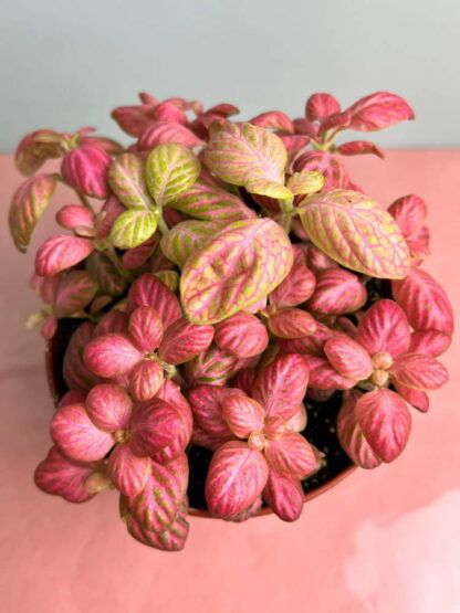 Фиттония Pink Special (0,1л)