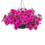 Петуния Presto Hot Rose Pink - фото 1 от Завода ФЛОРА