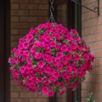 Петуния Presto Hot Rose Pink от Завода ФЛОРА