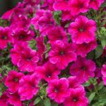 Петуния Presto Hot Rose Pink - фото 2 от Завода ФЛОРА