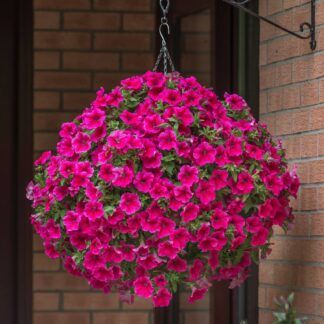 Петуния Presto Hot Rose Pink (0,1л)