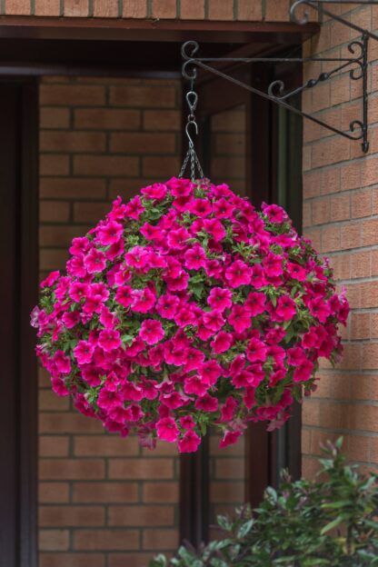 Петуния Presto Hot Rose Pink (срезы/5шт)