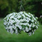 Петуния Presto White Imp. - фото 1 от Завода ФЛОРА