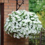 Петуния Presto White Imp. от Завода ФЛОРА