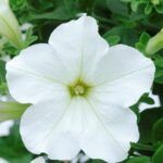 Петуния Presto White Imp. - фото 2 от Завода ФЛОРА