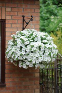 Петуния Presto White Imp. (0,1л)