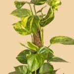 Эпипремнум Энджой Голд/ N-Joy Gold - фото 1 от Завода ФЛОРА