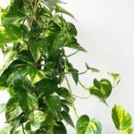 Эпипремнум Ауреум - фото 1 от Завода ФЛОРА