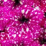 Петуния Constellation Magenta Comet - фото 1 от Завода ФЛОРА