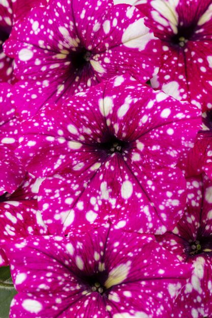 Петуния Constellation Magenta Comet (0,1л) — изображение 2