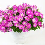 Петуния Constellation Magenta Comet от Завода ФЛОРА