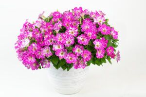 Петуния Constellation Magenta Comet (0,1л)