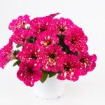 Петуния Constellation Supernova от Завода ФЛОРА