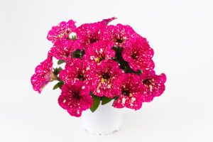 Петуния Constellation Supernova (0,1л)