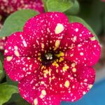 Петуния Constellation Supernova - фото 1 от Завода ФЛОРА