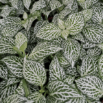 Фиттония Mosaic Whisper от Завода ФЛОРА