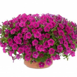 Петуния Littletunia Rose (срезы/5шт)