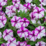 Петуния Bubbles Butterfly - фото 1 от Завода ФЛОРА