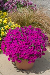 Петуния Bubbles Purple (0,1л)