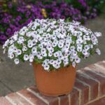 Петуния Bubbles White от Завода ФЛОРА