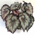 Бегония Аллилуйа - фото 1 от Завода ФЛОРА