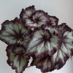 Бегония Аллилуйа от Завода ФЛОРА