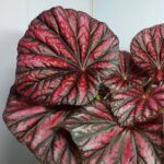 Бегония Малайзия - фото 2 от Завода ФЛОРА