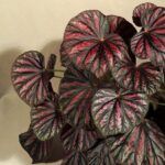 Бегония Малайзия - фото 1 от Завода ФЛОРА